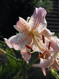 New! Specialty mix of 3 bulbs '82428' (Sherwin) — The Lily Garden